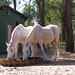 Tammy Singleton Photo 14