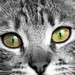Felina Blanco Photo 7