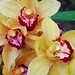 Susan Rau Photo 11