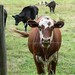 Sue Hatfield Photo 9