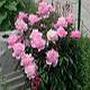 Karan Anand Photo 16