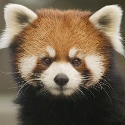 Ming Sun Photo 20