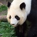 Mei Yang Photo 8