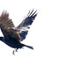 Leslie Crow Photo 8