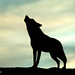 Carlos Camin Photo 1