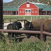 Connie Foley Photo 13
