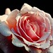 Rose Kuhn Photo 9