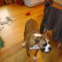 Amanda Stover Photo 21
