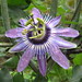 Betty Young Photo 11