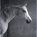 Susan Wolk Photo 9