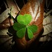 Patrick Day Photo 9