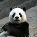 Hui Lin Photo 4