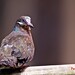 A Brown Photo 12