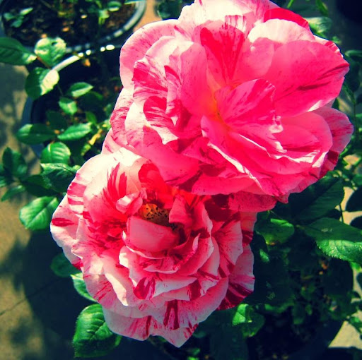 Reena Jadhav Photo 12