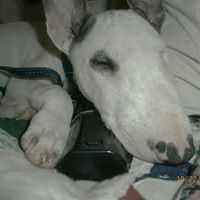 Debbie Sites Photo 15