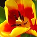 Joanne Tulip Photo 1