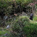 Glen Mink Photo 8