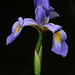 Val Frazier Photo 12
