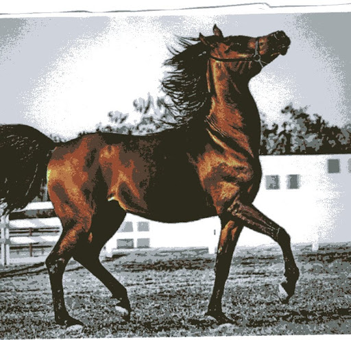 Tan Tang Photo 5