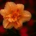 Rose Talley Photo 6