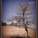 Martha Root Photo 5