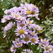 Virginia Bunch Photo 4