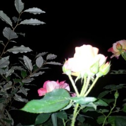 Rocco Ferraro Photo 12