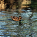 Susan Mallard Photo 1