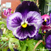 Viola English Photo 8