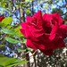 Rose Jean Photo 10