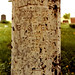 Mary Boswell Photo 1