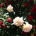 Rose Peterson Photo 5