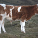 Glen Young Photo 5