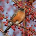 Robin Michael Photo 9
