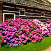 Summer Holland Photo 7