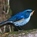Robin Doi Photo 8
