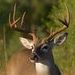 Jimmy Mack Photo 25