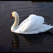 Suzanne Swan Photo 11