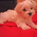 Lola Han Photo 2
