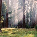 Sequoia Ray Photo 1