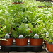 Fern Hardy Photo 3