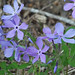 William Wild Photo 11