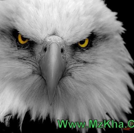 Sameh Shaheen Photo 19
