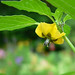 Virginia Cherry Photo 7