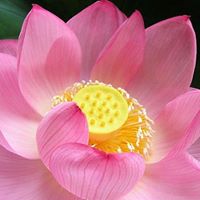 Geetha Naidu Photo 6