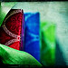 David Sills Photo 12