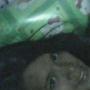 Angeline May Photo 19