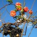 Rose Grossi Photo 4