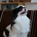 Chin Chang Photo 14