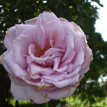 Cheryl Taylor Photo 27